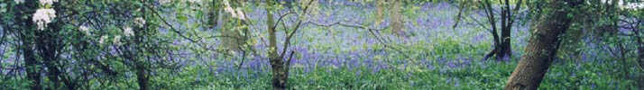 Alne Wood